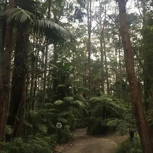 Lodge Mountain, Springbrook
