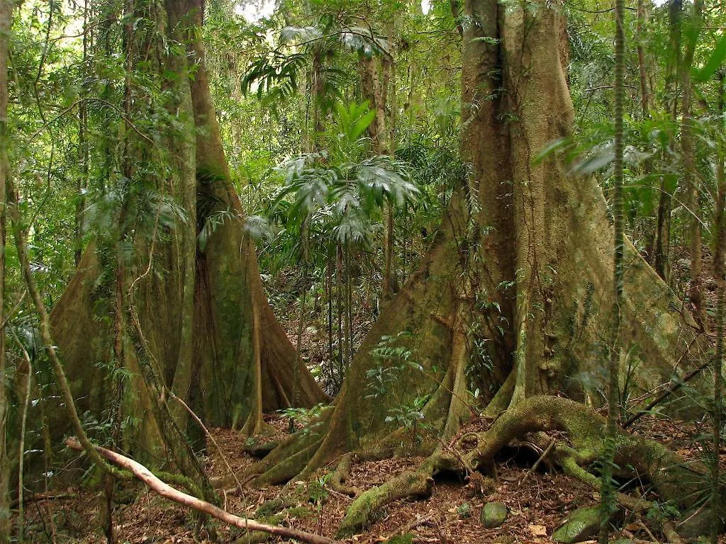 فيلا Springbrook Lyrebird Retreat أستراليا
